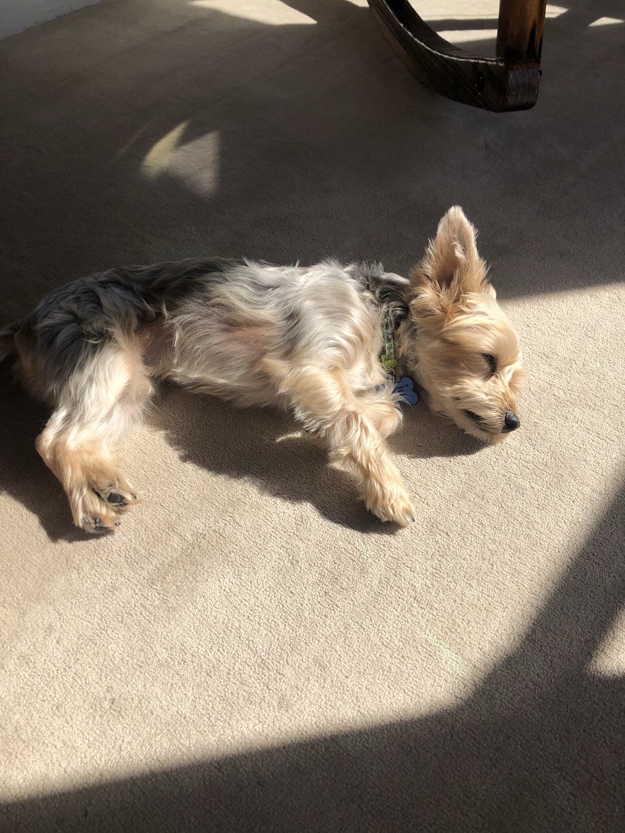 smolboywindsor's tweet photo. sunbath time https://t.co/jdg0bwNfLH