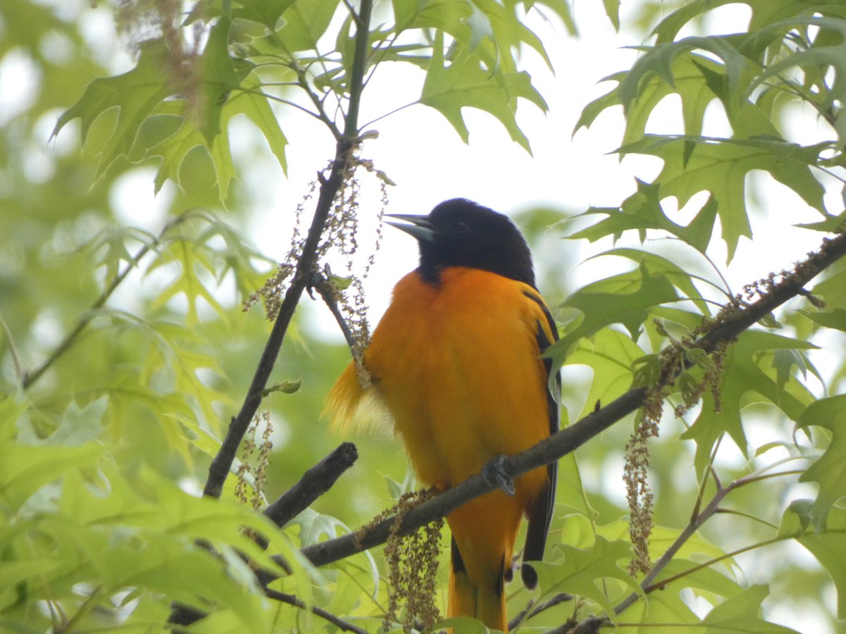 il218Rina's tweet photo. Baltimore Oriole eating his breakfast.
#birdingcpp
#pelhambaypark
#orioles https://t.co/omz39JduIS