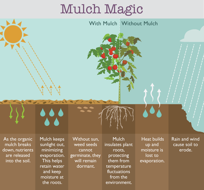 TopSpray's tweet image. Everyone would agree that mulch looks great. Understanding it's full benefits makes it a win-win for your garden!
#topspray #mulch