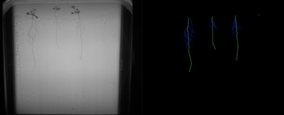 Do you have a segmentation method and want to benchmark it in a cool task? 

Join us for the first root 🌱 segmentation challenge for plant phenotyping organized at <a href="/cvppa2021/">CVPPA 2021 workshop</a> workshop during <a href="/ICCV_2021/">ICCV2021</a> !

Website --&gt; sites.google.com/sinc.unl.edu.a…