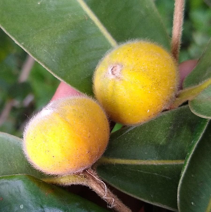 Yellow jaboticaba, Myrciaria glazioviana, 1st fruiting at my place. A bit undersized due to being on a poorly-watered plant in a 15-gal pot. Scant flesh has a nice apricot taste, skin has #Myrtaceae resin-y flavors.
#Myrciariaglazioviana #cabelluda #cabeludinha