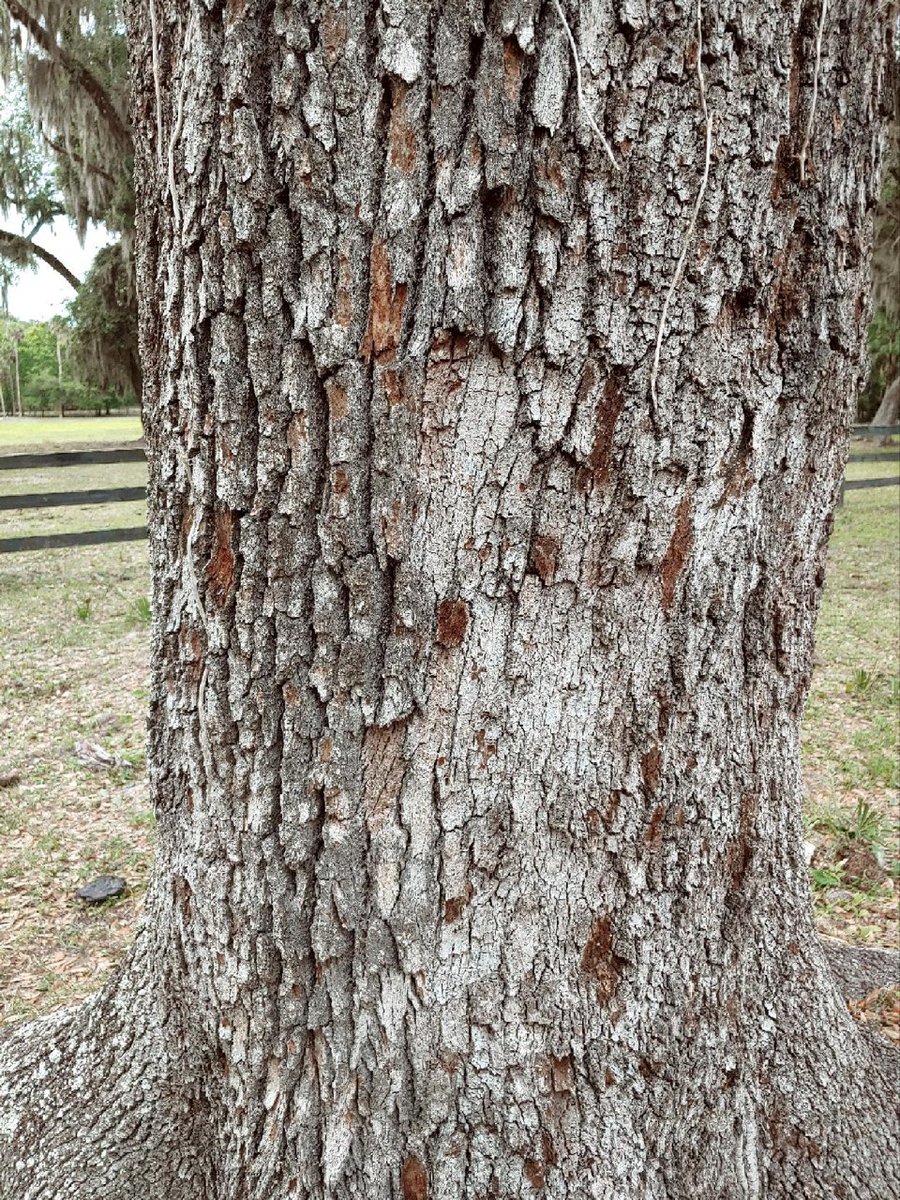 This is the tree that provided cover for our deputy who came under fire from two children yesterday. The best tree in Volusia County as far as I'm concerned