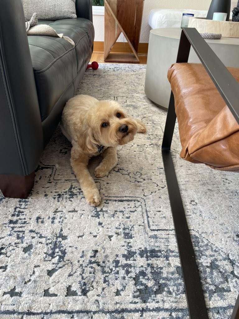 Jamal Raad🌲 tweet media