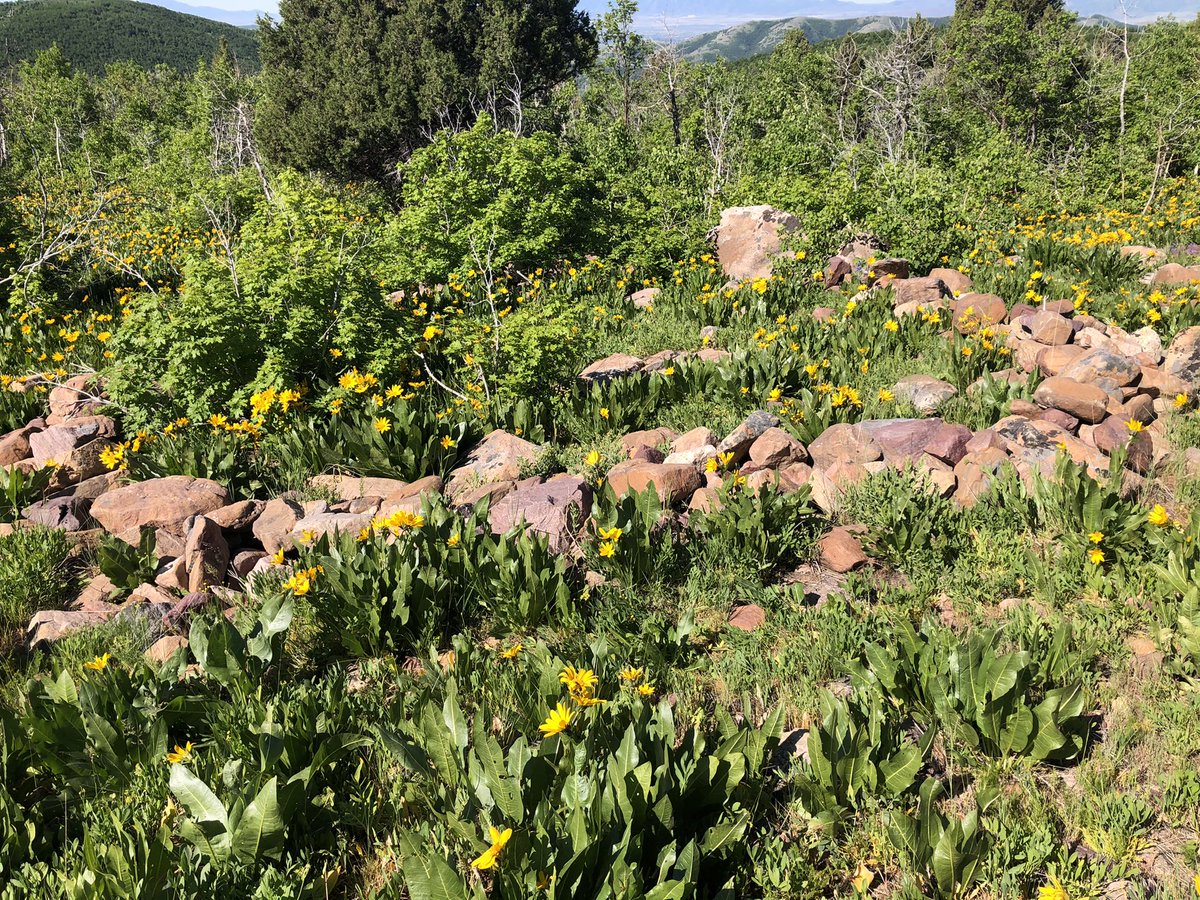 shoshonelder's tweet photo. This morning was special. Julie Ann Westerberg arrange a visit to a Shoshone Medicine Wheel located on Forest Service property close to their property in Idaho. There was a  sacred feeling being on a ceremonial site of my Newe. 
#EternalCircle #FourDirections
#Camas #Bitterroot https://t.co/98F3sivCJl