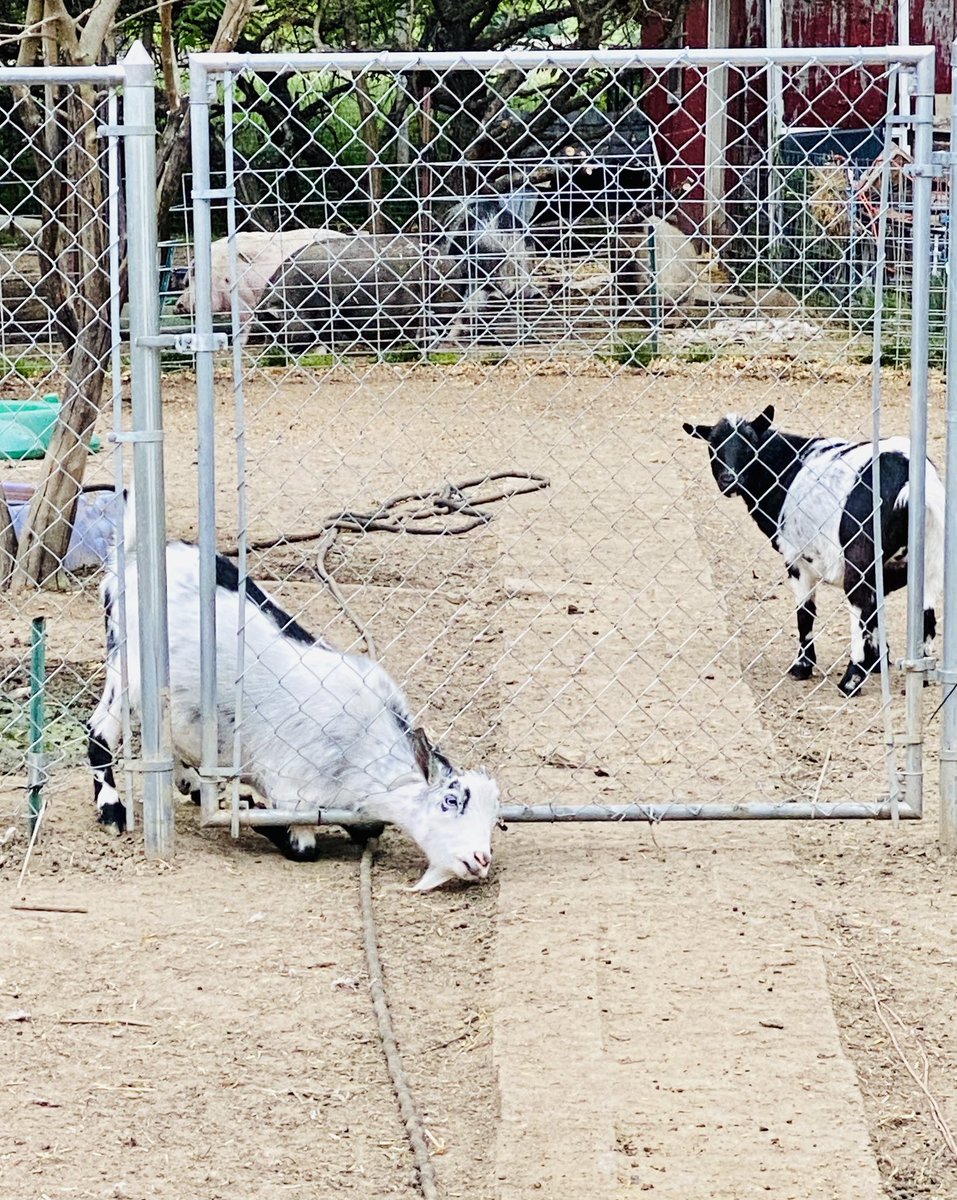 michellegus's tweet photo. I’m inside trying to make dinner and look out to see this... What the heck, George?? 🤦🏼‍♀️ #goatproblems #goatlife #goattrouble #troublemakers #heavenshalfacrerescue #GeorgeTheGoat #thisiswhywecanthavenicethings https://t.co/eO1zEeFkoL