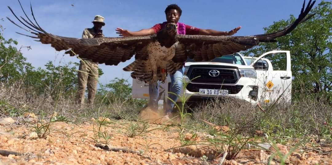 I need you to see this incredible image of biologist <a href="/merynomsa/">Mery_nomsa</a> releasing a Martial Eagle to the wild. I cant stop looking at it. Speechless. FOLLOW HER!!!

#BlackBirdersWeek2021 #LiferMemories