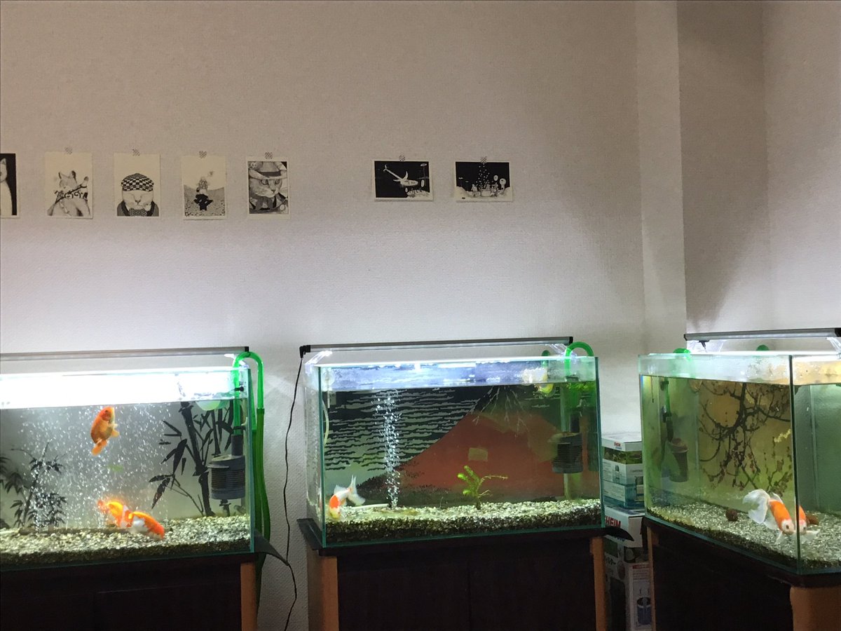 衣装 ケース 金魚 衣装 ケース 金魚