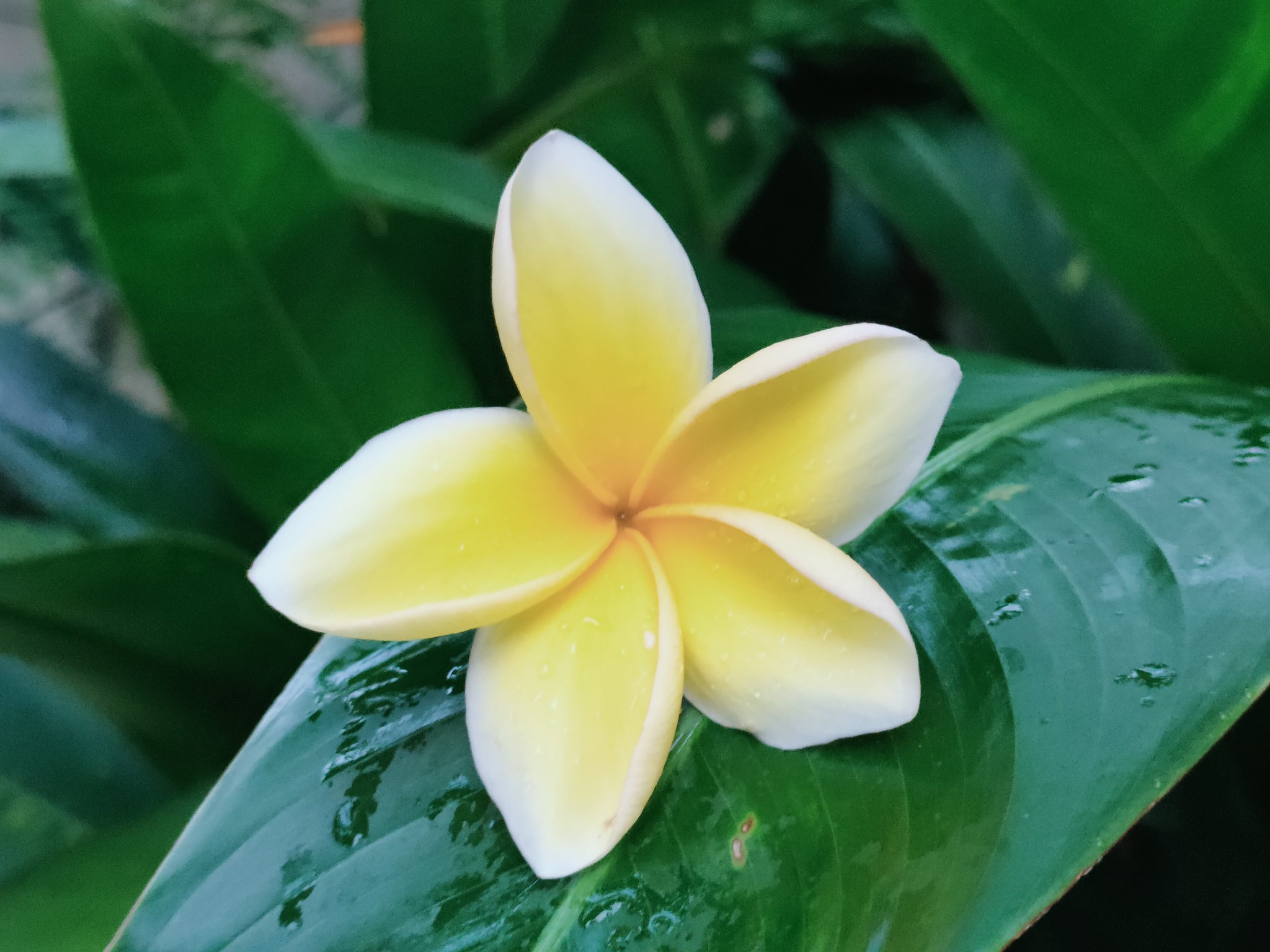 Kobari 今朝の花 T Co Ojh7wrejxa Twitter