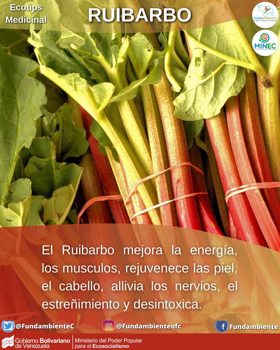 FundambienteC's tweet photo. #EcotipsMedicinal ¿Ya conocías el #Ruibarbo ? Ven y conoce sus beneficios medicinales.
#JunioBicentenario #2Jun #CANVENxMTV #QuienCuidaALasQueCuidan #PrimeroLoPrimero #ReleaseAlex #LaQueNosVuelveLocos #RoadToTokyo #Preolímpico https://t.co/irudM7slF5