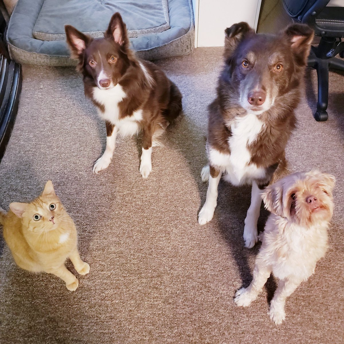 AgilitywAmanda's tweet photo. It must be dinner time 😂❤
Left to right: Oliver, Winnie, Hershey & Joey the Muppet
#dogs #cat #reddog #orangecat #catsanddogs #dogsandcats #doglooks #dogfaces #gooddogs #goodboys #boysclub #dogtraining #wellbehaveddog #wellbehaveddogs #traineddogs #happydogs #dinnertime https://t.co/Le9tbTWZMl