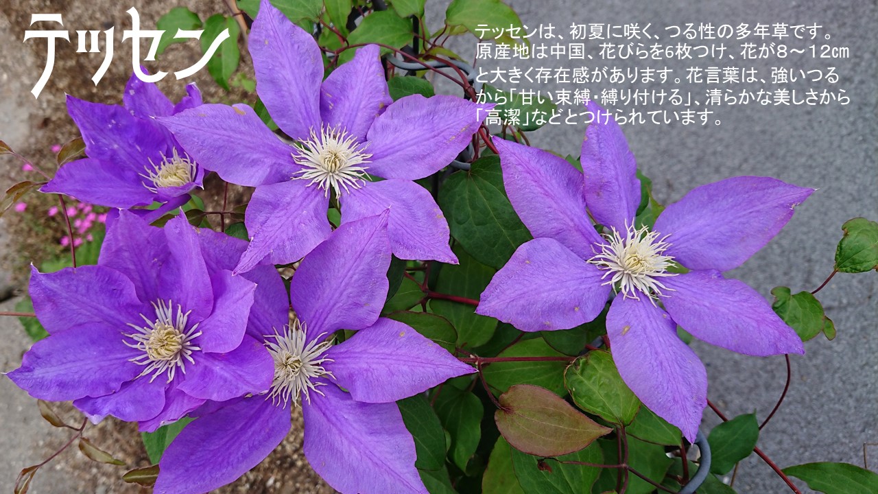 山梨県警察 おはようございます テッセンの花が見頃です 漢字では鉄線 や鉄仙と書きます つるが鉄のように強く どんどん伸びて成長する様が名前の由縁とか 中国が原産で 日本 には室町時代に伝わり 家紋の絵柄などにも使われるほど 日本に根付い