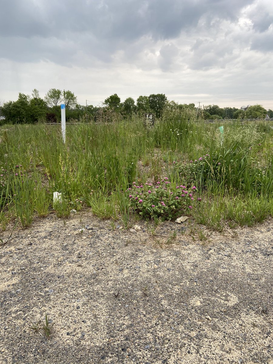 juliedwyeruk's tweet photo. Our to-be-built house is a field of pretty weeds. I’d love a foundation or even a staked out idea. #LearningPatience https://t.co/UzVq7YlUGc