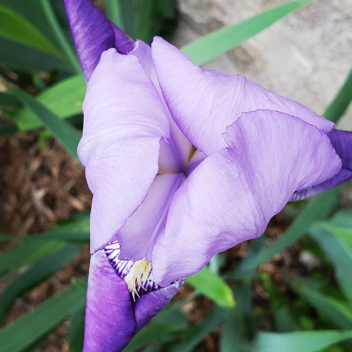 Sarah O'Fee tweet media