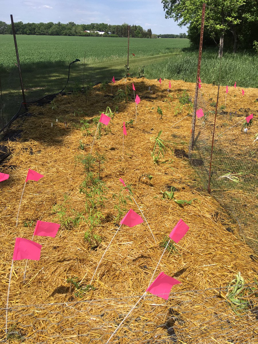 My forage team planted a pollinator+ garden at Harvest Hope Farm. Thanks everyone.
