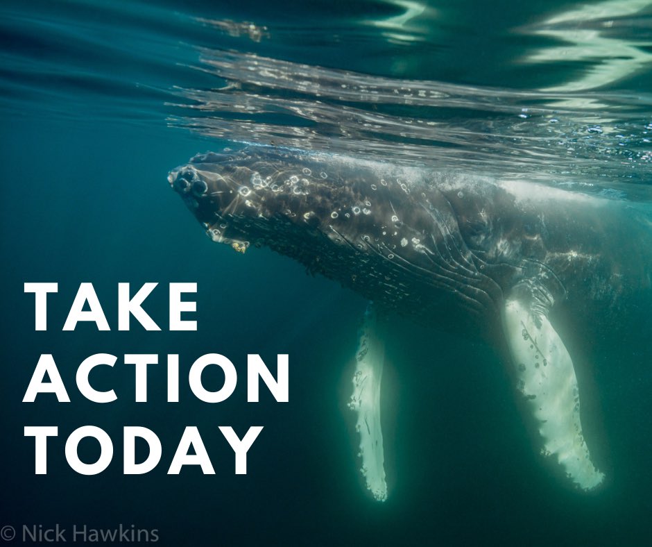 CPAWSnovascotia's tweet photo. 'WE NEED YOUR HELP! Send a letter today and help us ensure that the federal government prioritizes protecting and restoring ocean ecosystems in its Blue Economy Strategy.  EN: https://t.co/gthtJcKNdo
FR: https://t.co/UECbJUEnfd' https://t.co/OvIcOfN3Uf
