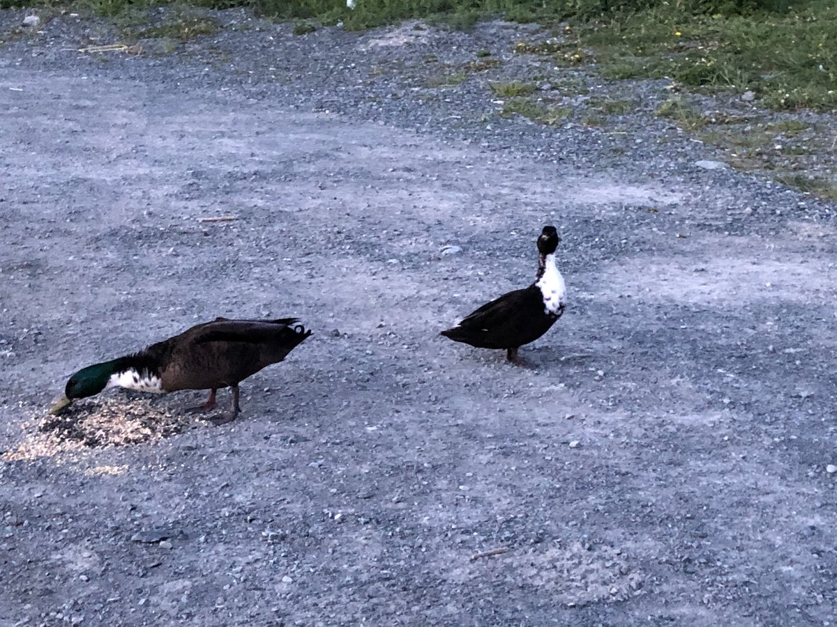 I seen an injured duck on my walk today so I went over to see if I could find them after my walk was done to feed them some bird seeds, and luckily I found them! ♥️🦆 #getoutside #bekind #yyt #duckcouple
