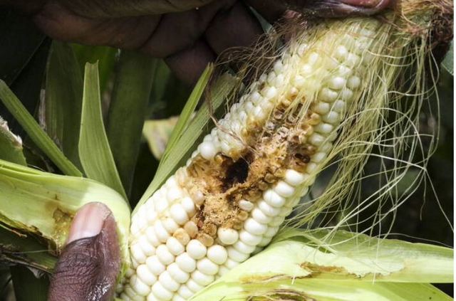 El cambio climático aumenta el riesgo de propagación de plagas ipsnoticias.net/2021/06/el-cam… via <a href="/CambioClimMX/">Cambio Climático MX</a>