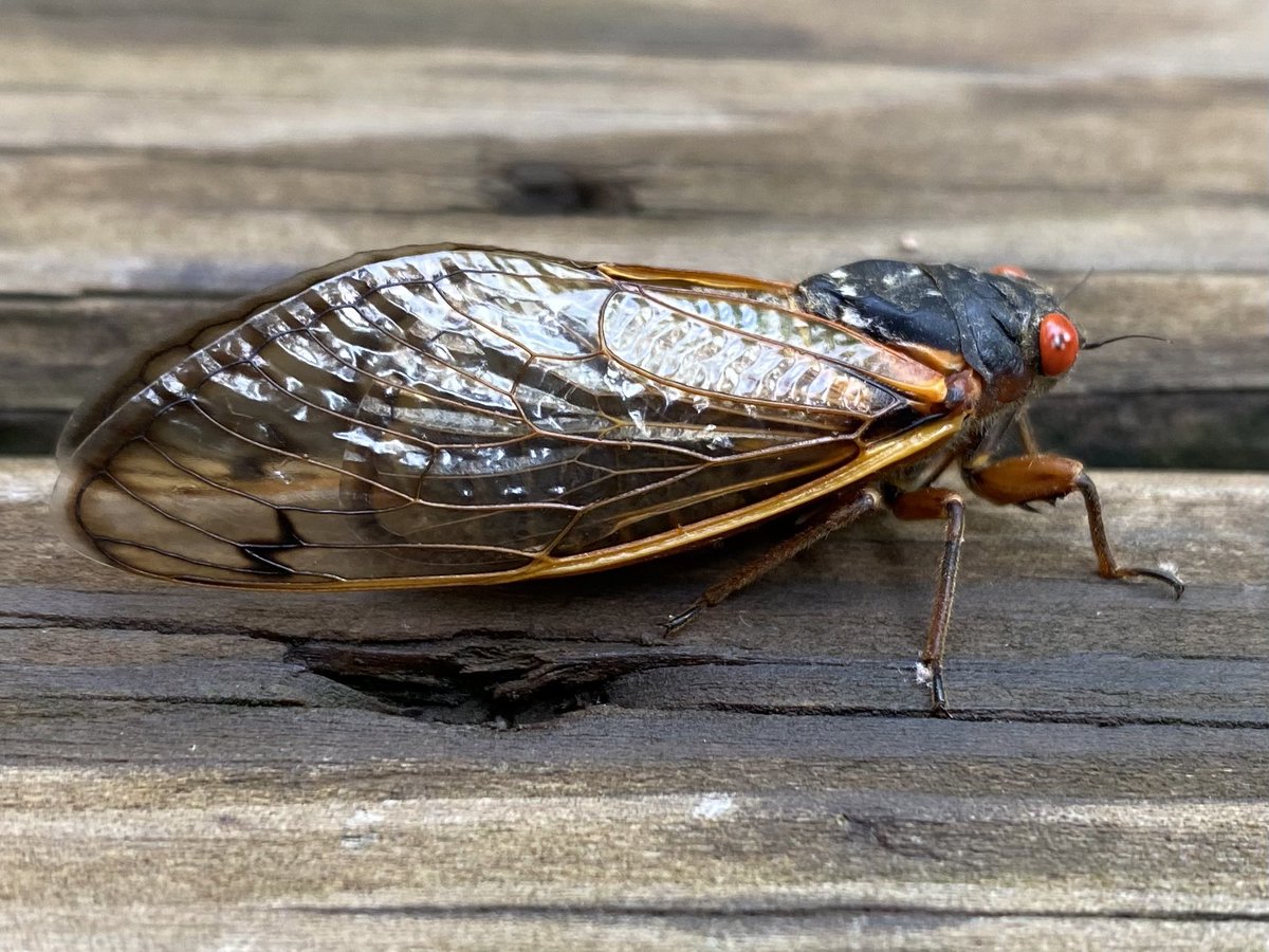 #BroodX #cicadas have emerged in our yard in Indiana! Love listening to these-like a Diesel engine.Been waiting for these since 2004. Once to see you! <a href="/WTHRcom/">WTHR.com</a> <a href="/wrtv/">WRTV Indianapolis</a> <a href="/weatherchannel/">The Weather Channel</a>