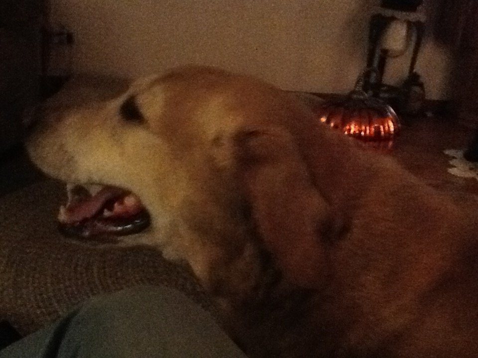 My brother Sam's dog , Samson, he stuck by Sam when he was going through his cancer treatment . 💕