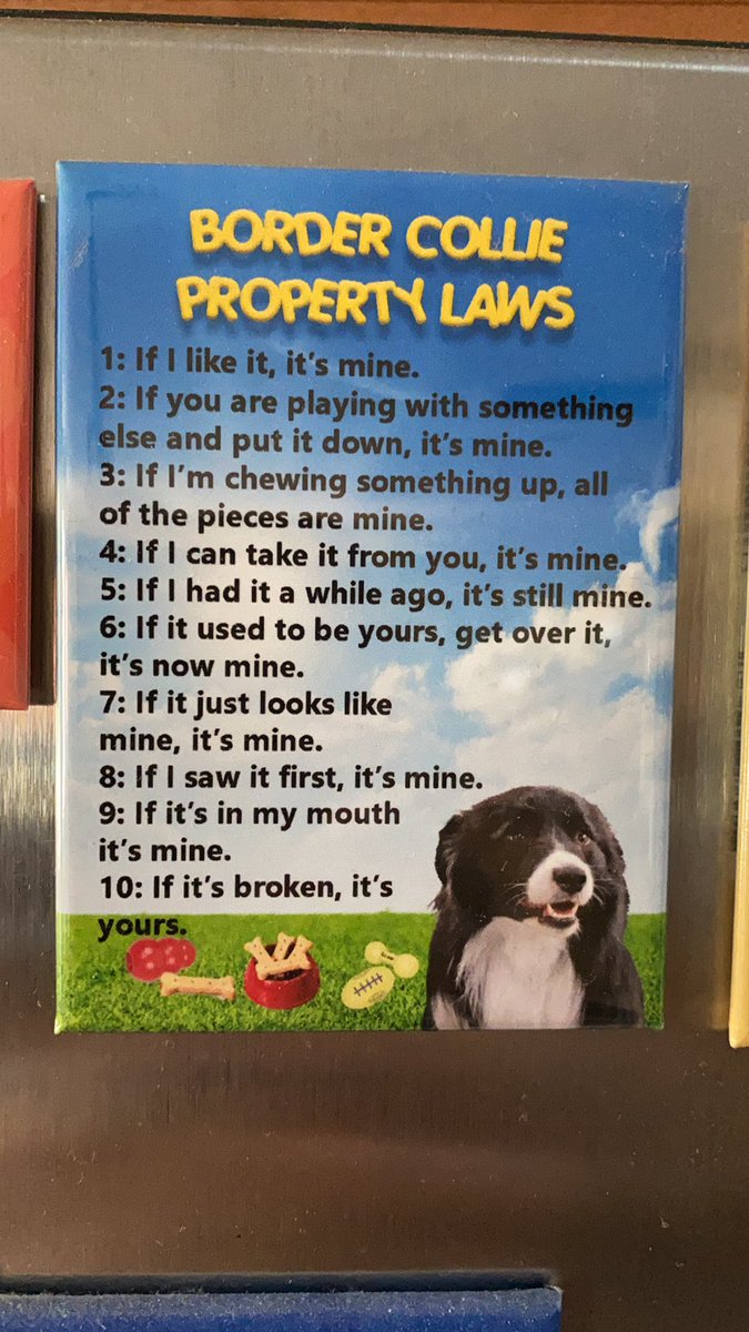 Herder_Jack's tweet image. Border collies:  everything and everyone belongs to them unless it’s broken