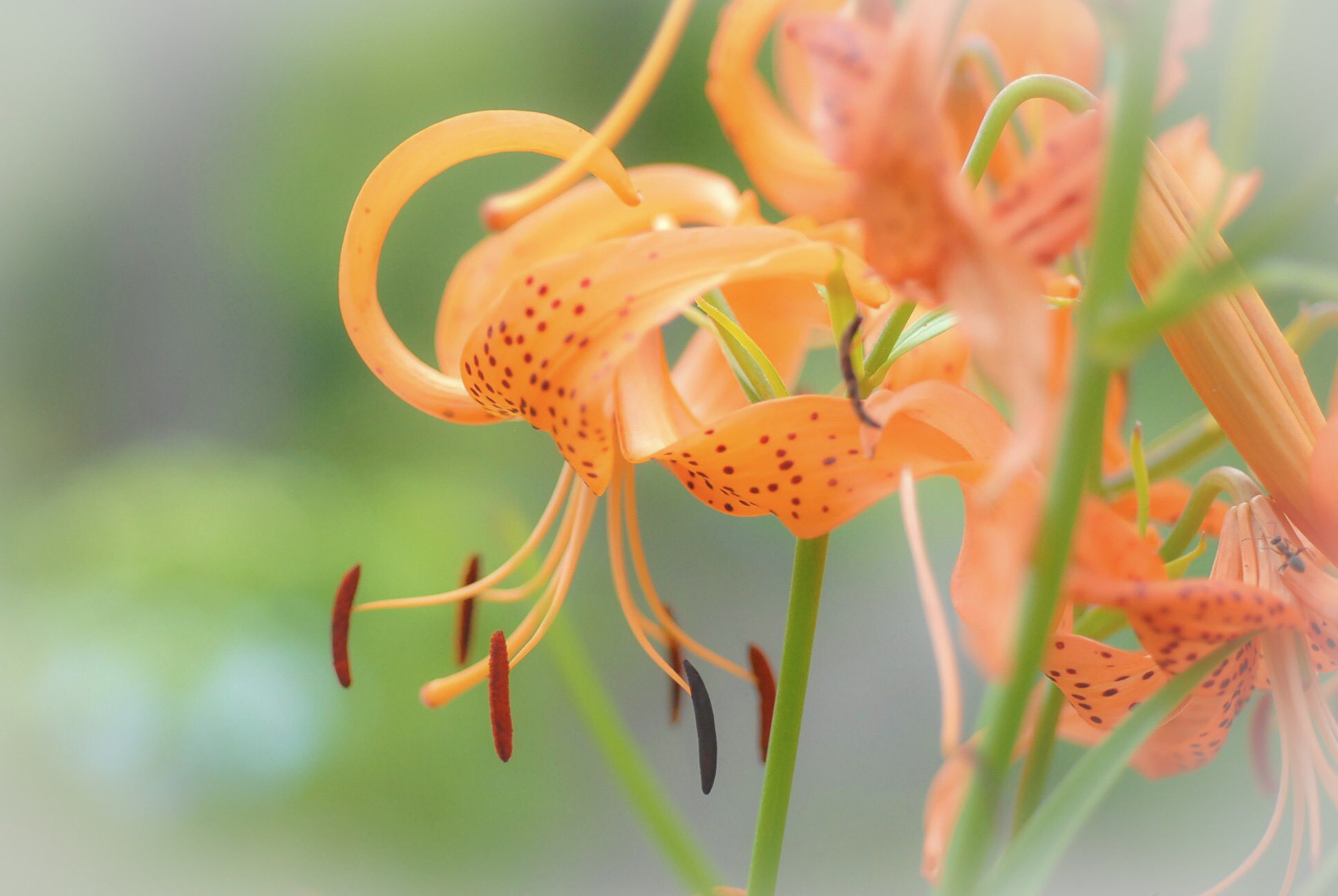 絆 All Japan 日本一心 小鬼百合 こおにゆり 茎に むかご があるのが鬼百合 むかご がないのが小鬼 百合 花を見ただけでは区別はつかない 茎を見て養分を溜め込んだ小さな塊が あるかないかで判別を