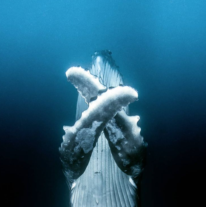 WorldOceansDay's tweet photo. This is your reminder to pause and take a slow exhale. 

We only have one Earth... how are you making small changes to make an everlasting difference?

 (📸David Edgar) https://t.co/4Ljt63FMYx