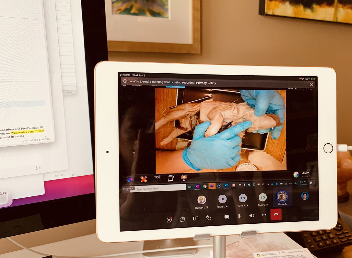 pmattilabains's tweet photo. When you get to drop in on @ElearningSpirit classes, you never know what might be happening!! #fetalpigdissection #onlinelearning #healthscience #biology @prairiespiritsd https://t.co/qdaU64zpNs