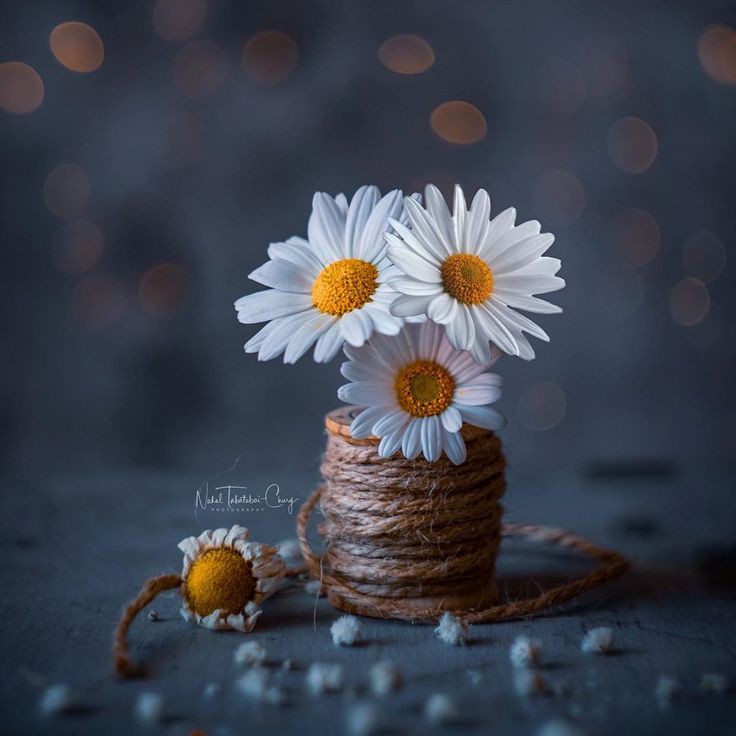 ꪜια •ᴗ• tweet media
