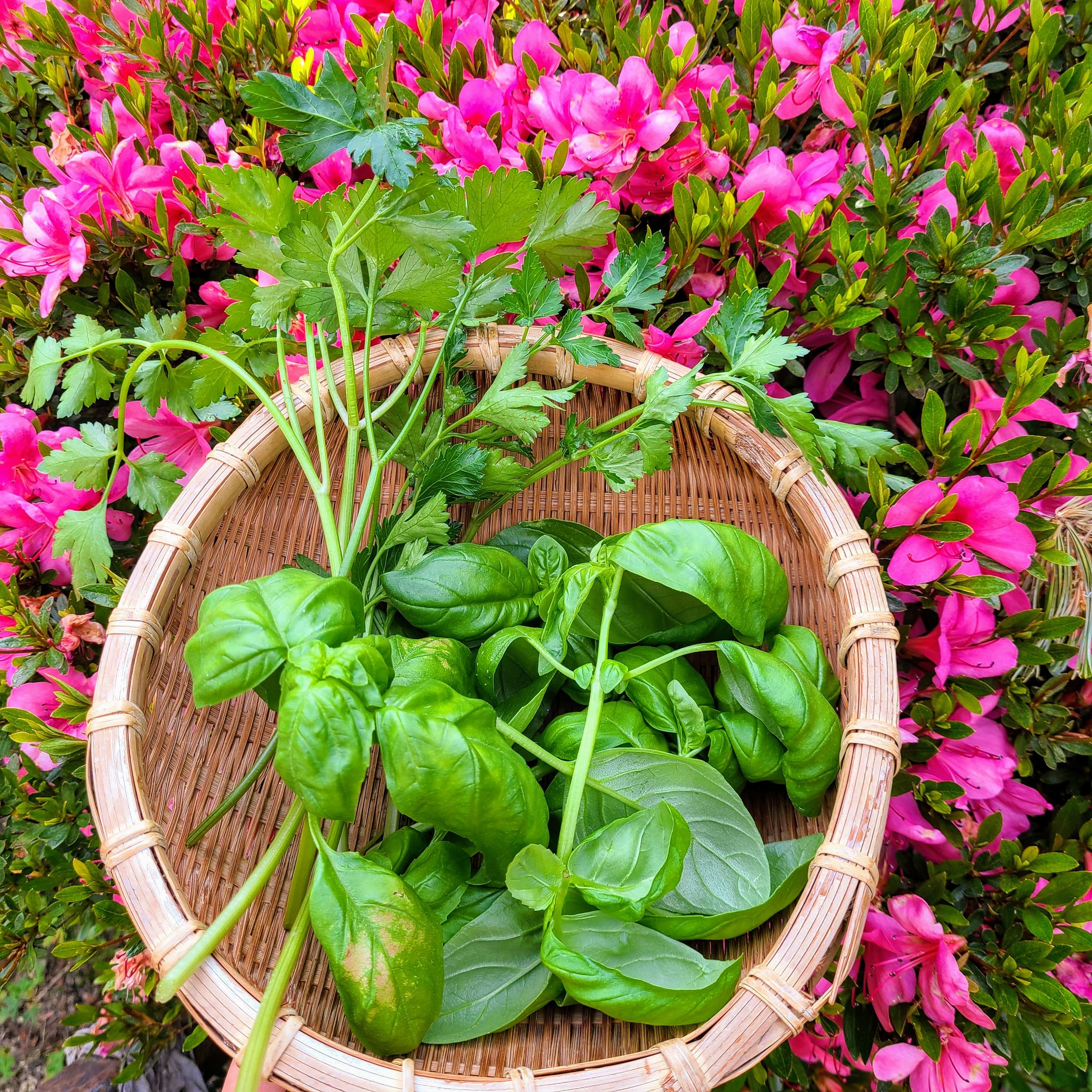 信州発 家庭菜園 Q S Natural Garden ハーブ の寄せ植えに挑戦 よく使う３種類にしてみました イタリアンパセリ パセリ ハーブ 宮沢農園 タネのタキイ ローズマリー ミノールしみず 森戸ナーサリー スウィートバジル バジル