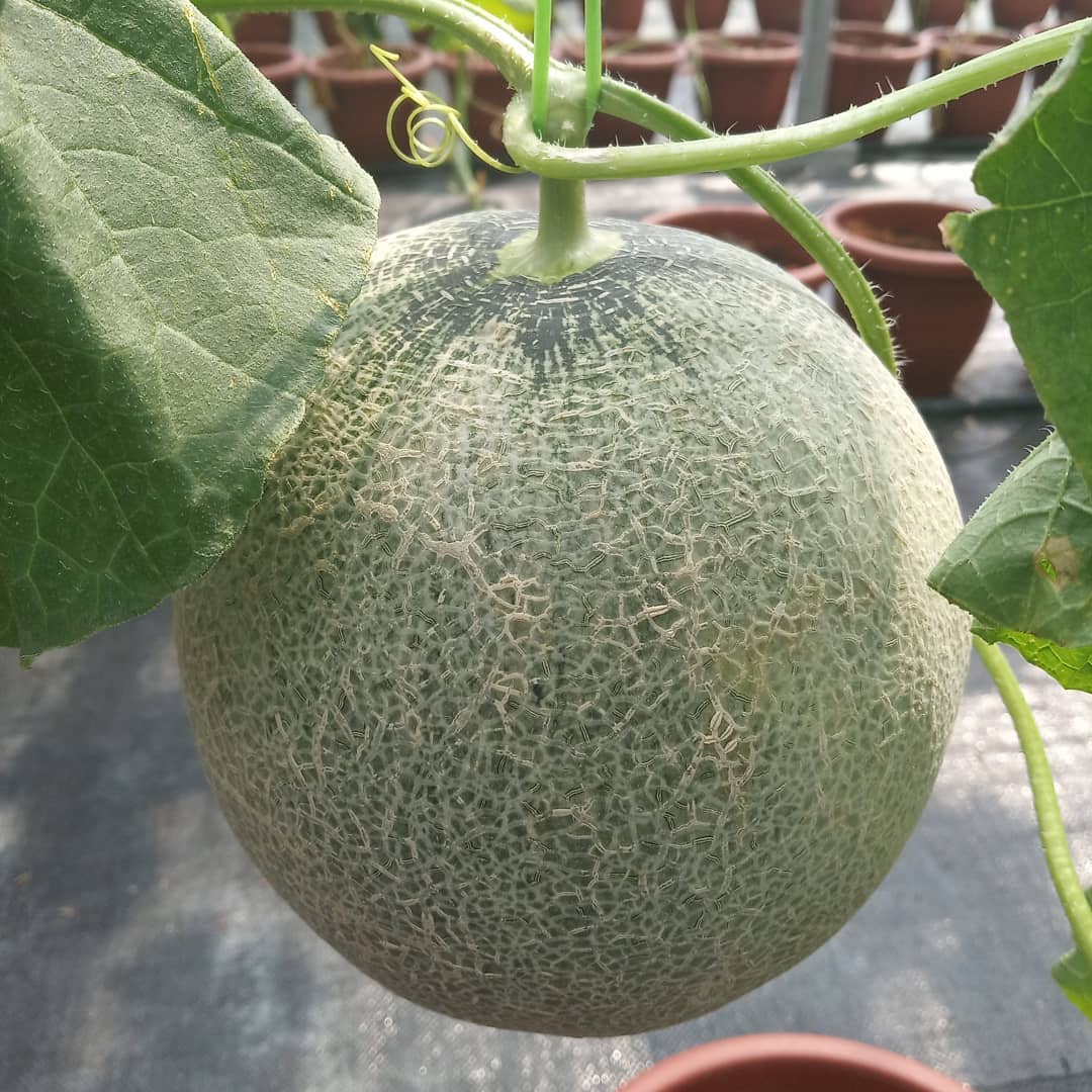HerbsEncyclope's tweet photo. Cantaloupe also contains many hair-enriching nutrients like vitamins A, C, &amp; E, &amp; iron &amp; zinc. These minerals &amp; vitamins help to promote hair growth &amp; simultaneously minimize hair loss.

#rockmelon #cantaloupe #recipe #food #garden #health_benefit #healthbenefit #healthyfood https://t.co/ssAJMkfVqA
