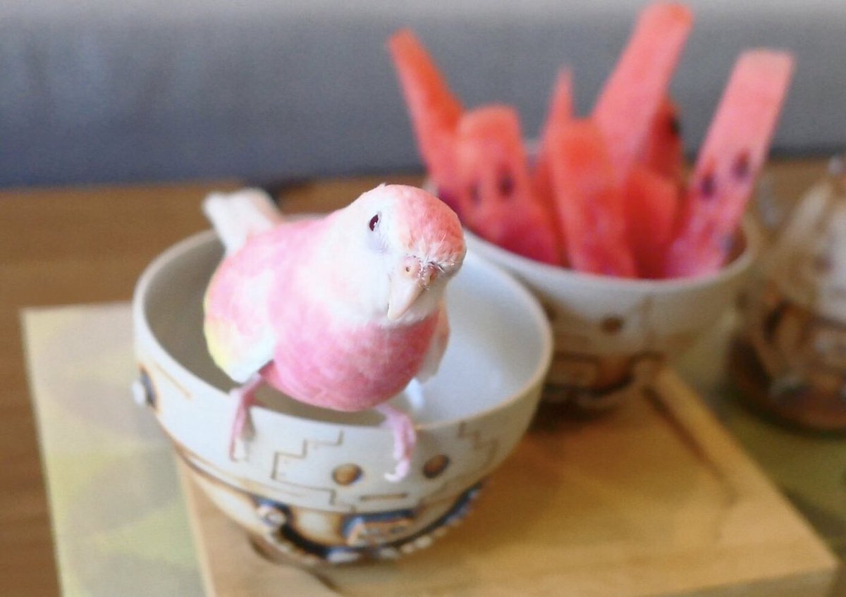 屁桃とうちの新メンバー：ロボットちび～～～
#アキクサインコ　#小鳥　#ふわもこ部　#bird #pet