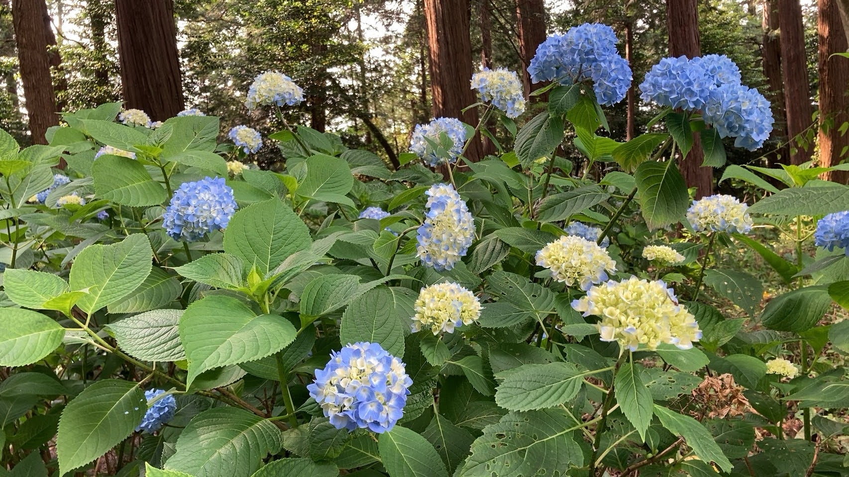 おいでよ鹿沼市 公式 鹿沼市観光協会 磯山神社 あじさいの開花状況をお知らせします 6 3 全体的には所々で蕾の状態 日当たりの良いところではごく一部で開花が見受けられます 今年のあじさい祭りは中止です 参道の提灯や露店はご