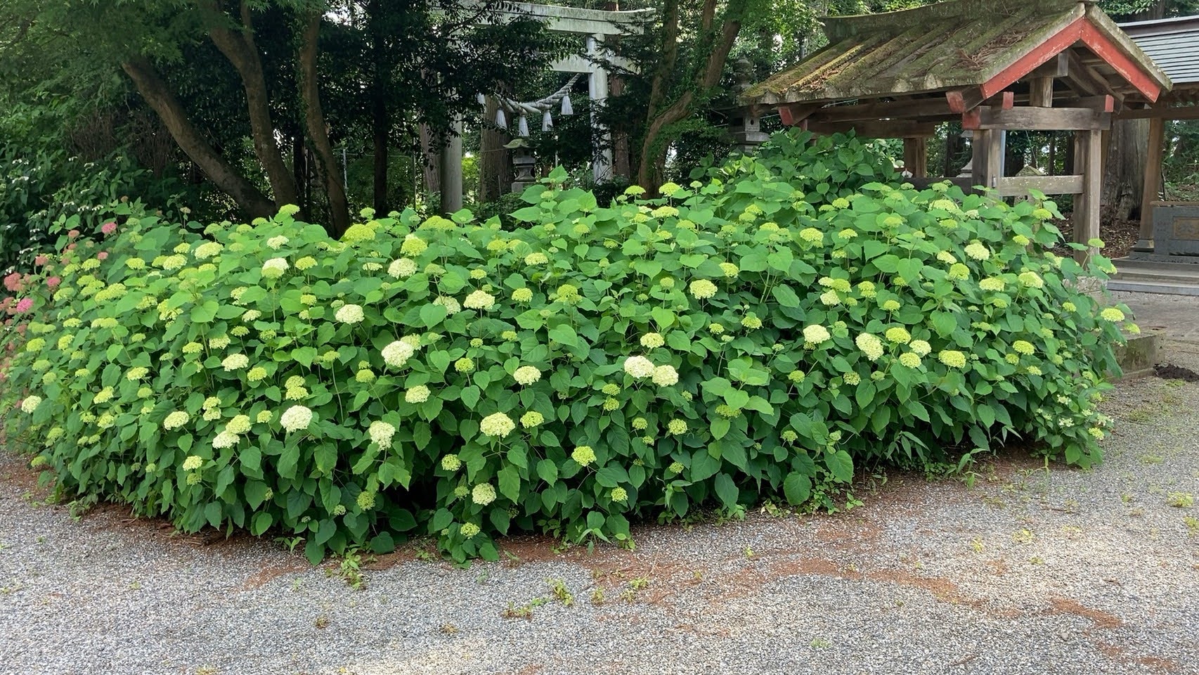 おいでよ鹿沼市 公式 鹿沼市観光協会 磯山神社 あじさいの開花状況をお知らせします 6 3 全体的には所々で蕾の状態 日当たりの良いところではごく一部で開花が見受けられます 今年のあじさい祭りは中止です 参道の提灯や露店はご