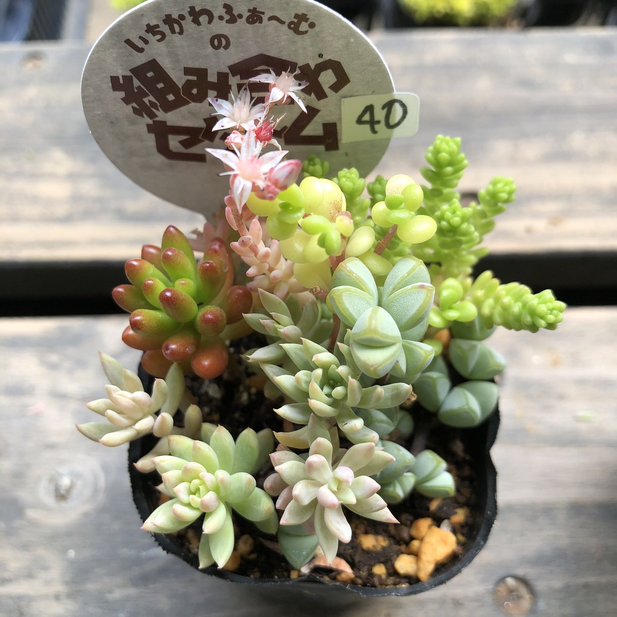 Meltyworks 多肉植物専門店 Meltyworks Ta29 Twitter