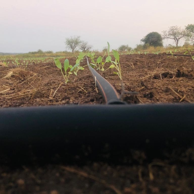 BenicaTheFarmer's tweet photo. Star 3316 @BenicaFarm

Day 1 after Transplant

Funding or Not we shall continue doing what we Love. We Farm People eat!! 

I'm a Cabbage Grower👨‍🌾 Come farm with me 👣 https://t.co/7LOZ1PVliB