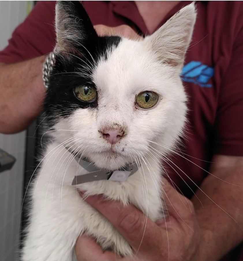 💚 GEVONDEN: KAT (grijs bandje)
ex-kater, wit/zwart
#ONSTWEDDE#DR Wessinghuizerweg
#DHgev 1/6/21  facebook.com/DHGroningen/ph…