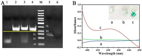 Sensors_MDPI's tweet image. #VisualDetection of Cucumber Green Mottle Mosaic Virus Based on Terminal Deoxynucleotidyl Transferase Coupled with #DNAzymes Amplification

mdpi.com/1424-8220/19/6…

#visualdetection 
#DNAzyme