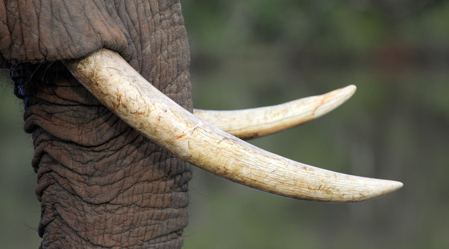 BritneyChung's tweet photo. "Elephant poaching is a crucial issue that needs to be addressed because, on average, the World Wildlife Fund reports that about 55 African elephants are killed illegally every day, contributing to the rapid decline in the elephant population (“African Elephant”)." #39canimals https://t.co/3jMnhjhhfq