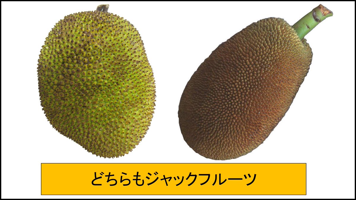 農林水産省 ベテラン 植物防疫官 が語る レア体験談 見た目はゴツゴツのジャックフルーツ 熟れた果実はいい香りなのに 熟れてないものを切ると ねっちょねちょ 多くの国からジャックフルーツは 輸入が禁止されています 輸入禁止品は日本に