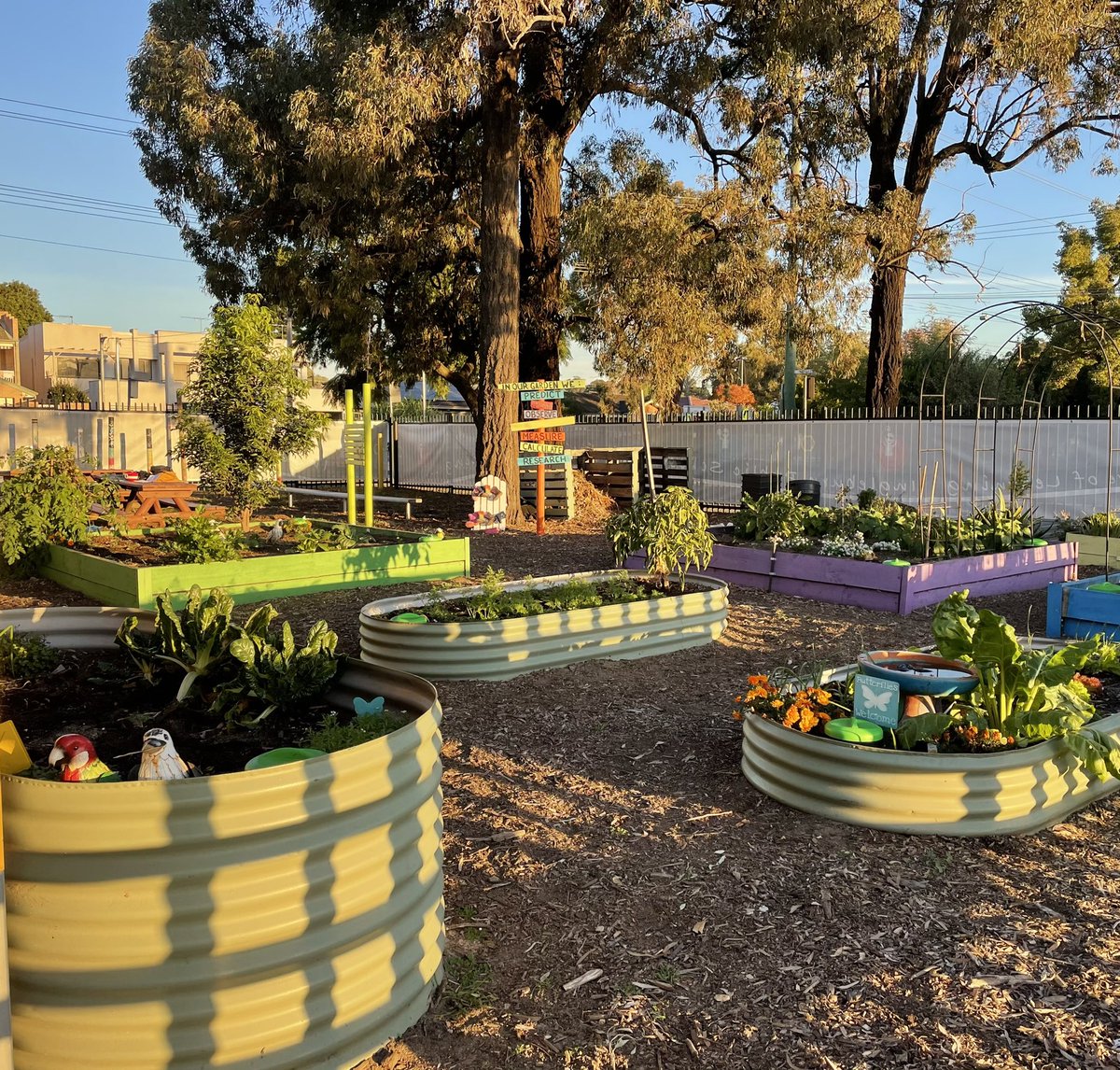 Lots of seedlings were planted this week and our garden beds are now full! Time to expand our kitchen garden soon 🥬 🥦 @MSlater1606 <a href="/IngleburnPs/">Ingleburn PS</a> <a href="/IPSInglerock/">Inglerock Canteen</a>