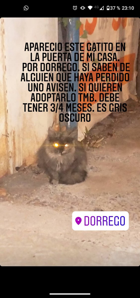 Derrofakendo's tweet photo. Gatirri busca casa https://t.co/3tk3S7G991