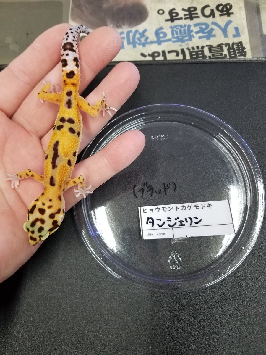 殿様金魚 Yuu Yuu Twitter 殿様金魚 Yuu Yuu Twitter