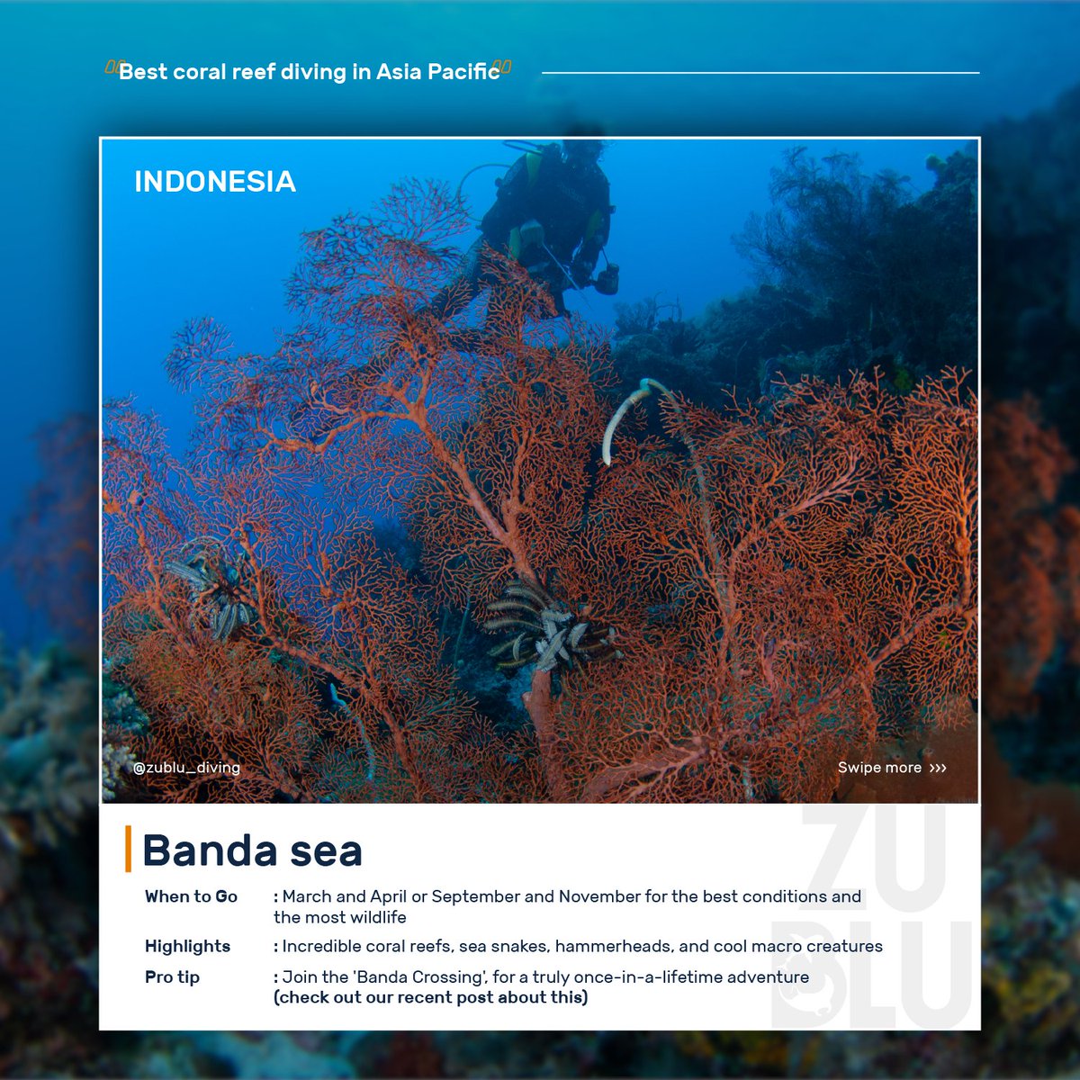 ZuBluDiving's tweet photo. Best coral reef diving in Asia Pacific (Part 2)

Follow @ZuBluDiving for a lot more underwater insights! 

Read the full article here https://t.co/VH3u5Q6GIO
#CoralReefs #reefdiving #ScubaDiving #underwater #seafan #softcoral #corals https://t.co/u5BtSeHVNn