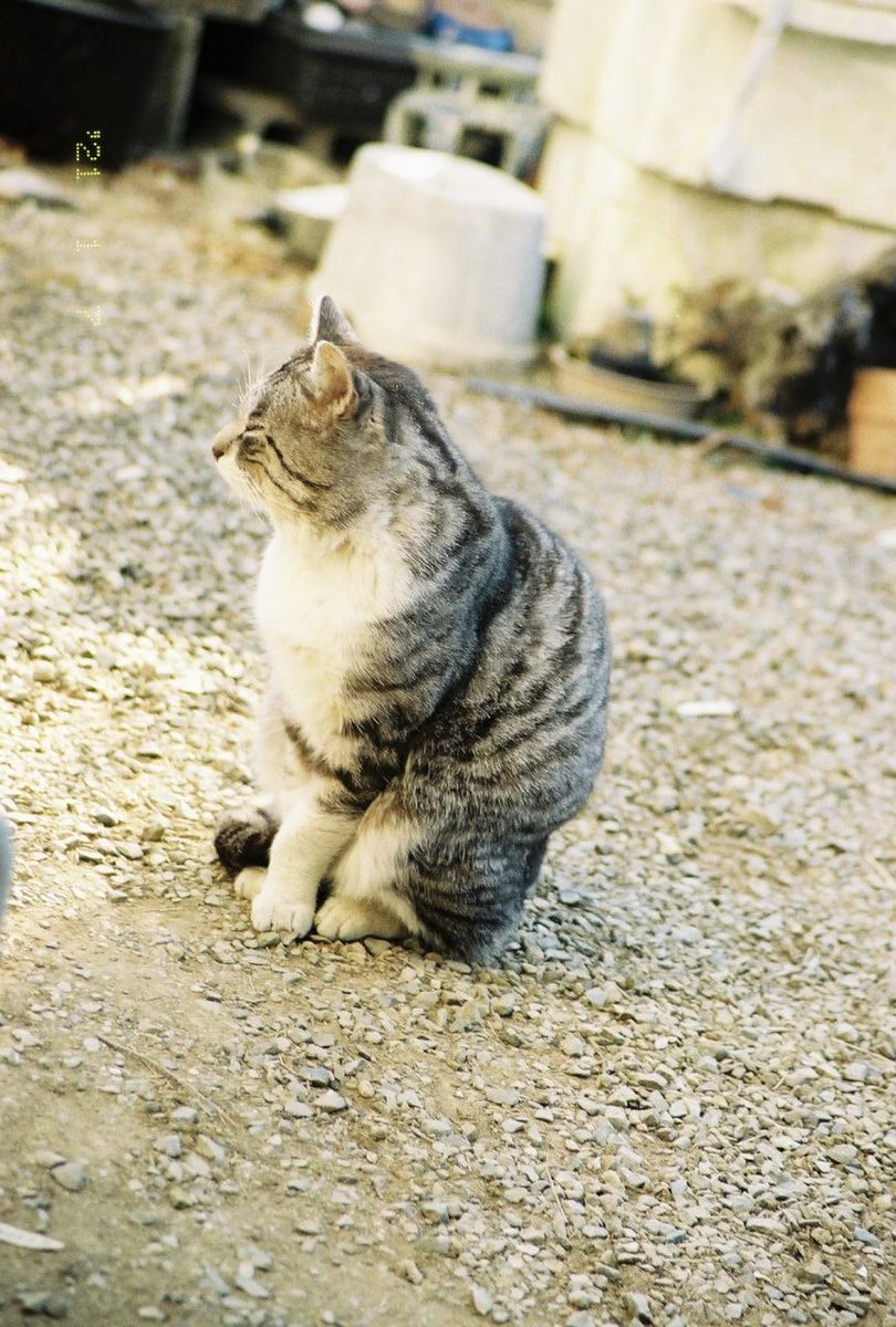 IOwOI_3's tweet photo. 横顔とうつむきも可愛いのよ、うちの子

 #フィルム写真 
 #写真好きな人と繋がりたい 
 #猫好きさんと繫がりたい https://t.co/s09vwPriH0