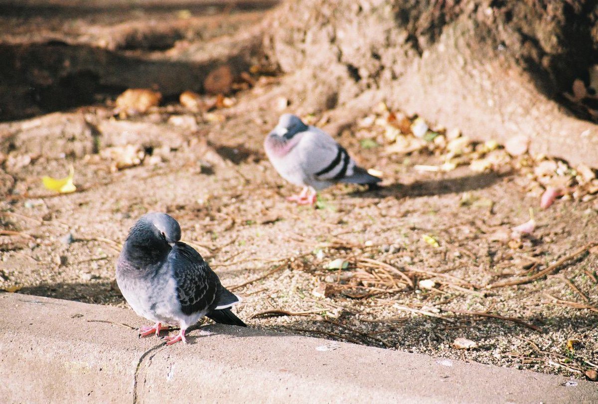 IOwOI_3's tweet photo. ぽっぽ 2

 #フィルム写真 
 #写真好きな人と繋がりたい 
 #はとぽっぽー https://t.co/HXaczLJcJ3