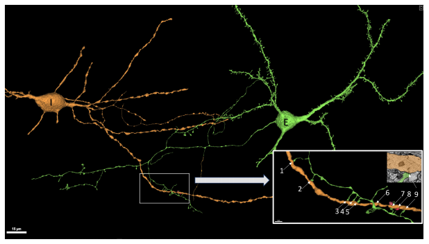 Daichi Konno 紺野 大地 Googleaiとハーバード大学による 世界一精密なヒト脳コネクトームのデータベース 1立方ミリメートルの脳を4ナノメートルの空間分解能 で326日かけて データベース化したとのこと 画像の再構築とアノテーションをaiで
