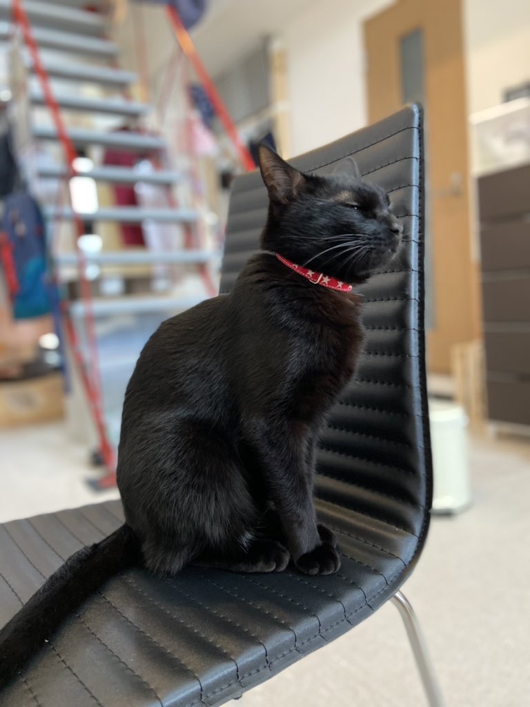 黒猫トニー Tony911meow Twitter