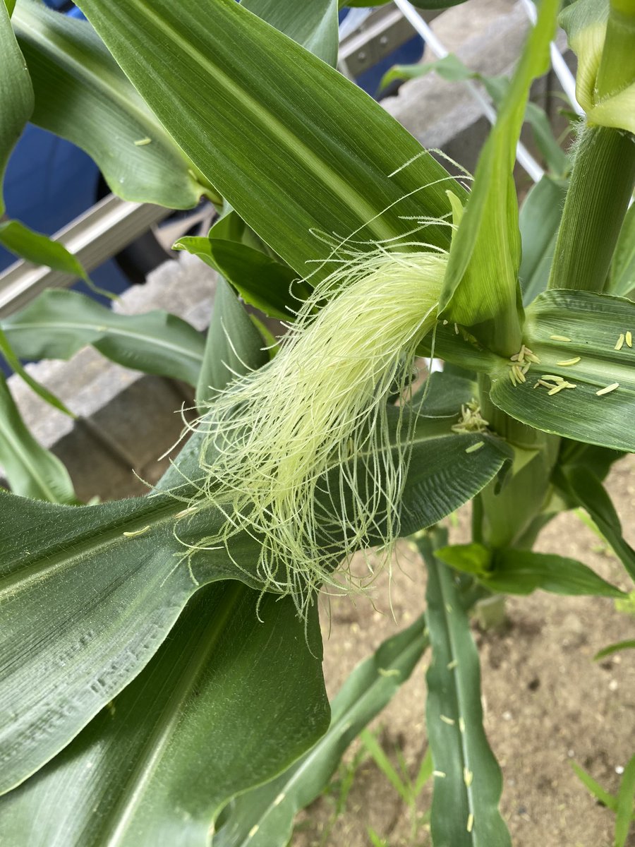 トウモロコシ 花粉 トウモロコシ 花粉アレルギー