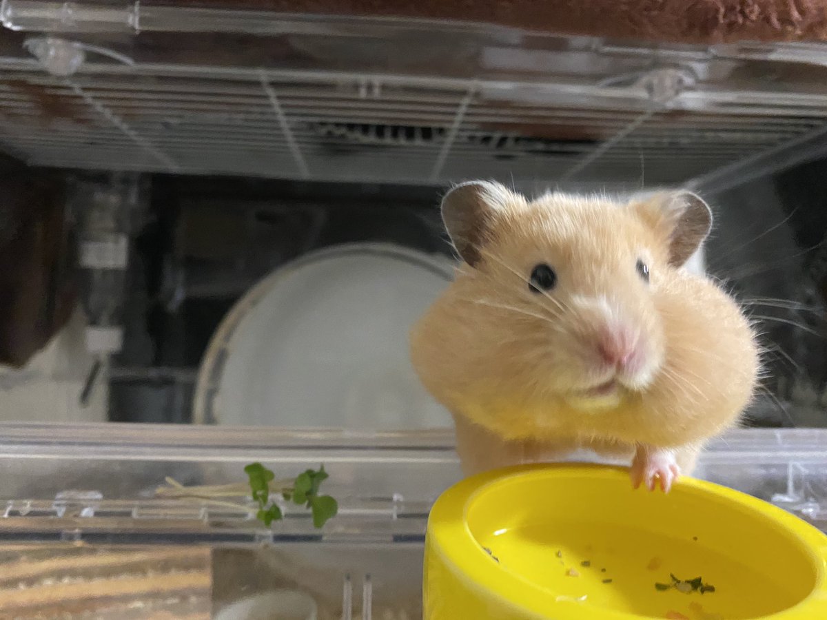 ohagi_sumag's tweet photo. @shinukosub ソフトもふもふです🐹 https://t.co/CGQu24Irk5