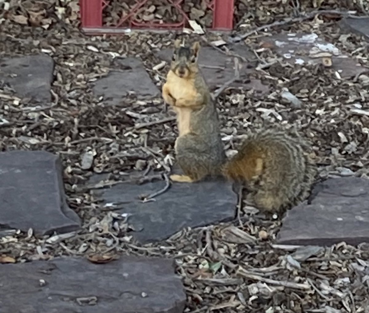 925mlbfan's tweet image. #BackyardLegends